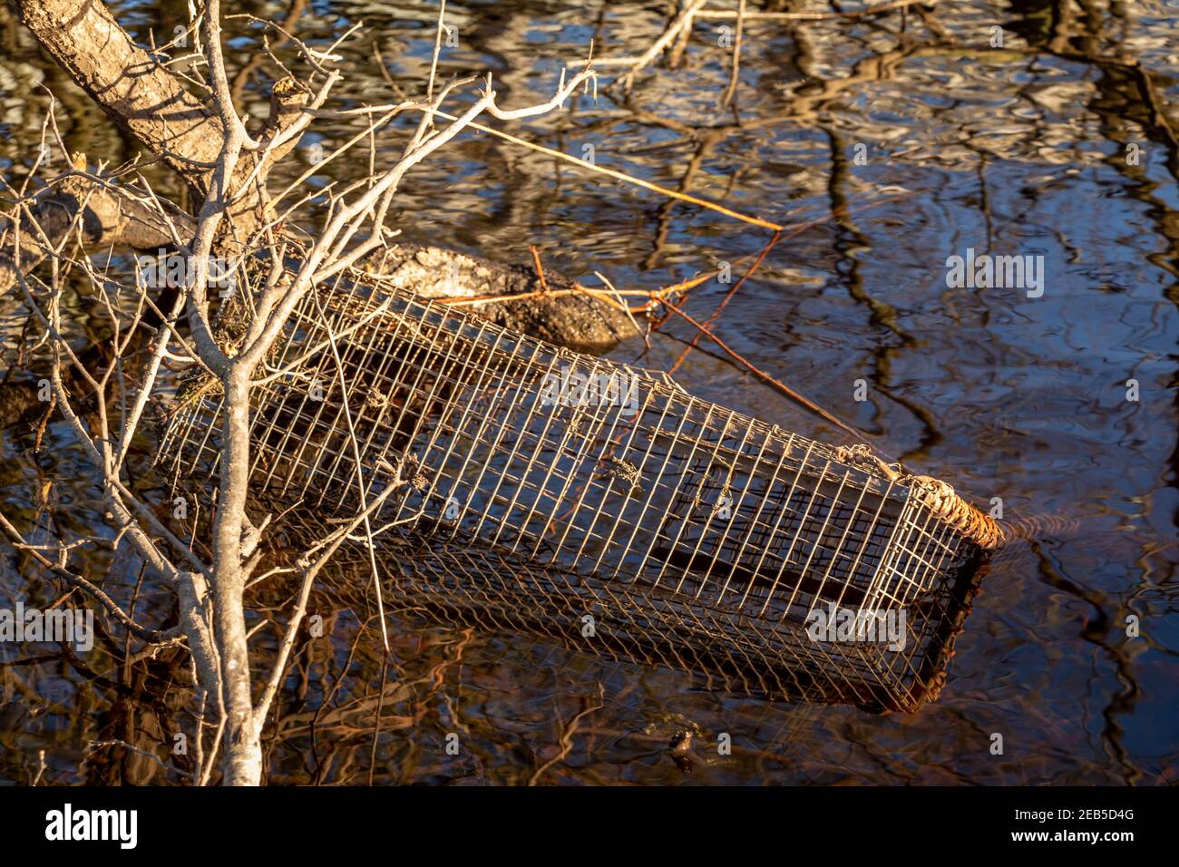 Illegal wildlife trap, used to catch and trap otters, mink and crayfish