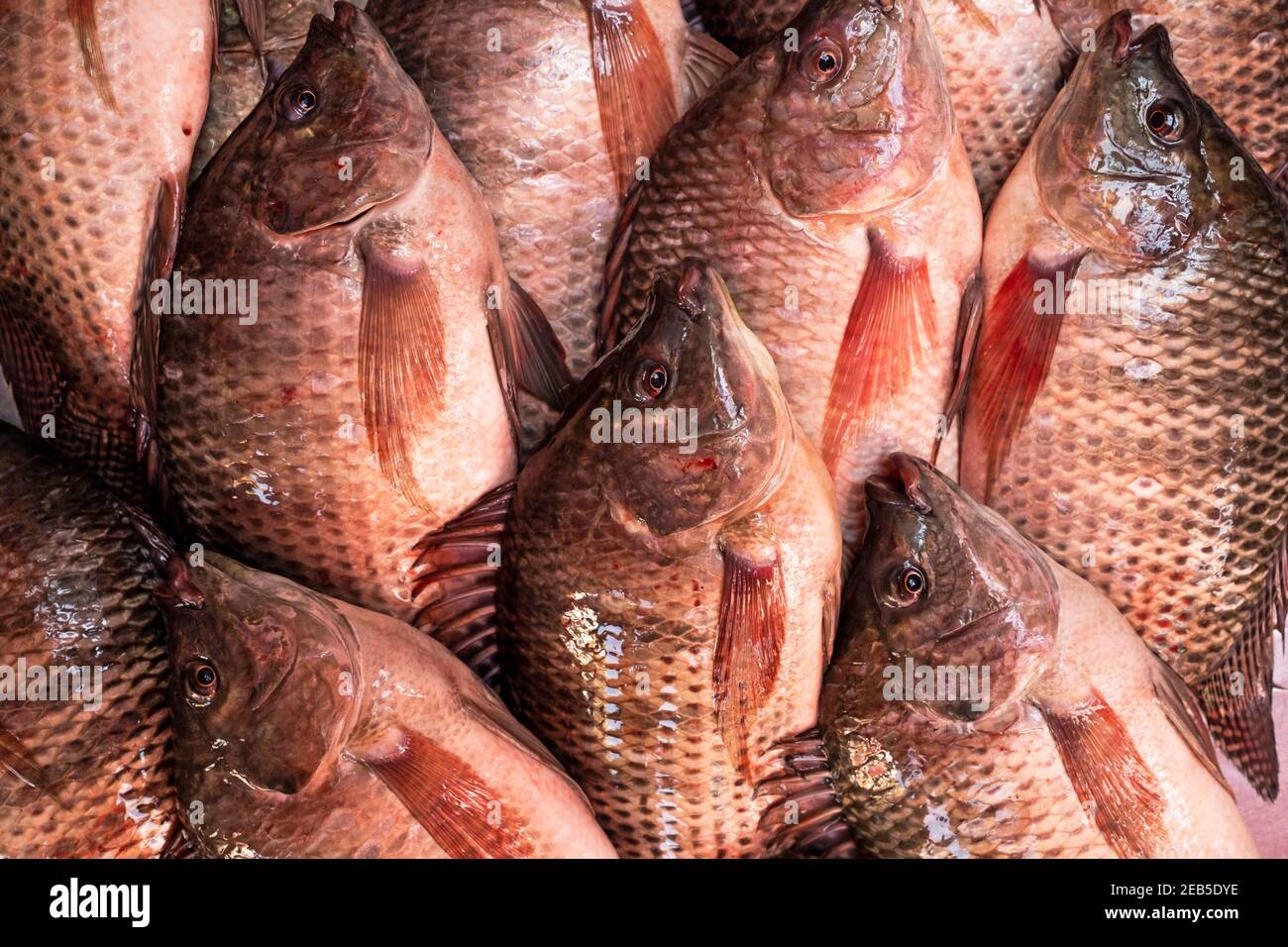 Tilapia is atipical fish from Asia Stock Photo - Alamy