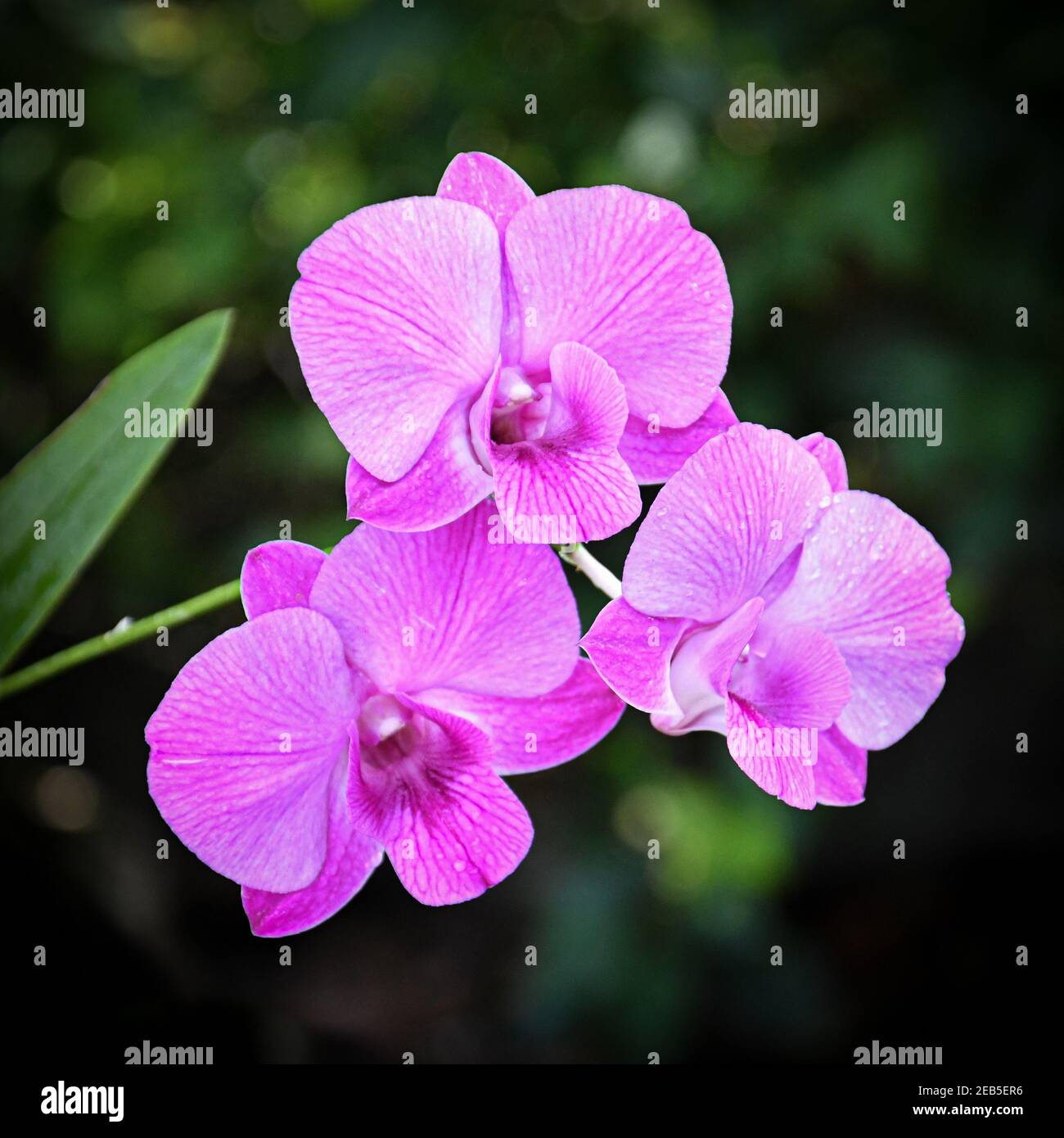 Tropical purple orchids hi-res stock photography and images - Alamy