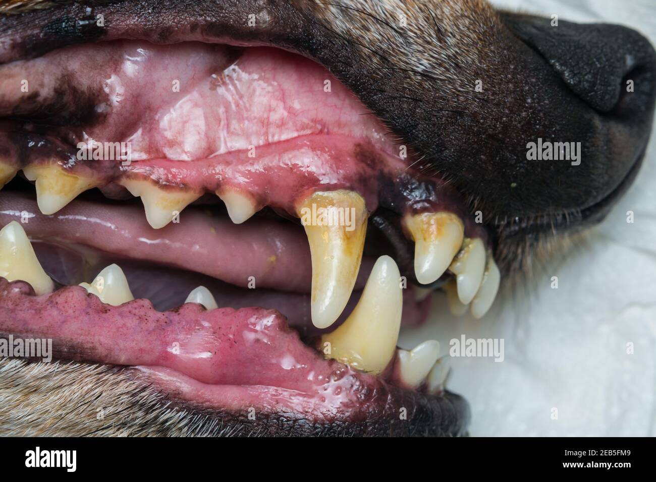 closeup photo of a dog teeth with tartar or bacterial plaque Stock