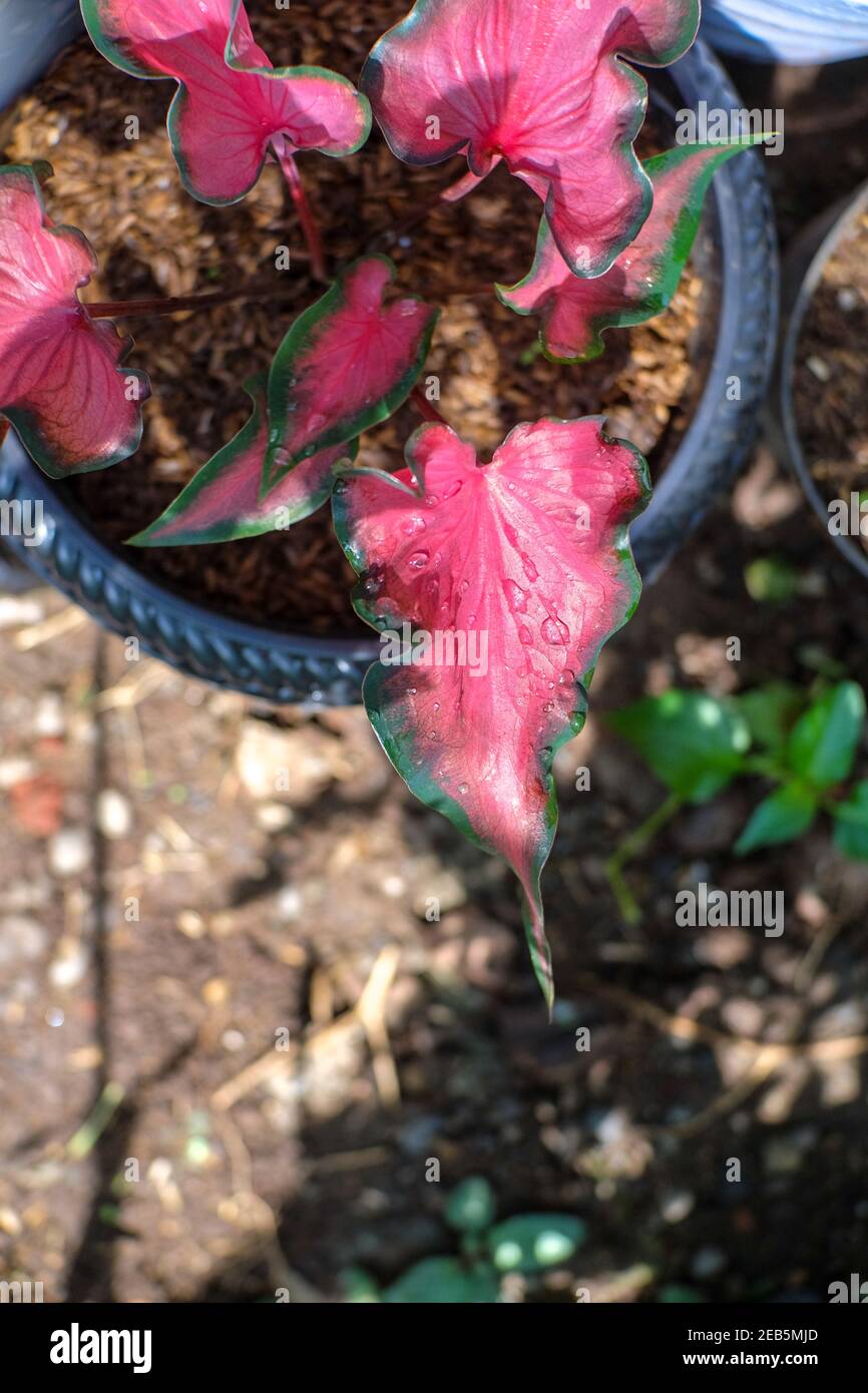 Caladium red mandova (Caladium sp) merupakan tanaman hias yang memiliki warna merah muda dengan warna tepi daun hijau tua. Tanaman ini memiliki tekstu Stock Photo