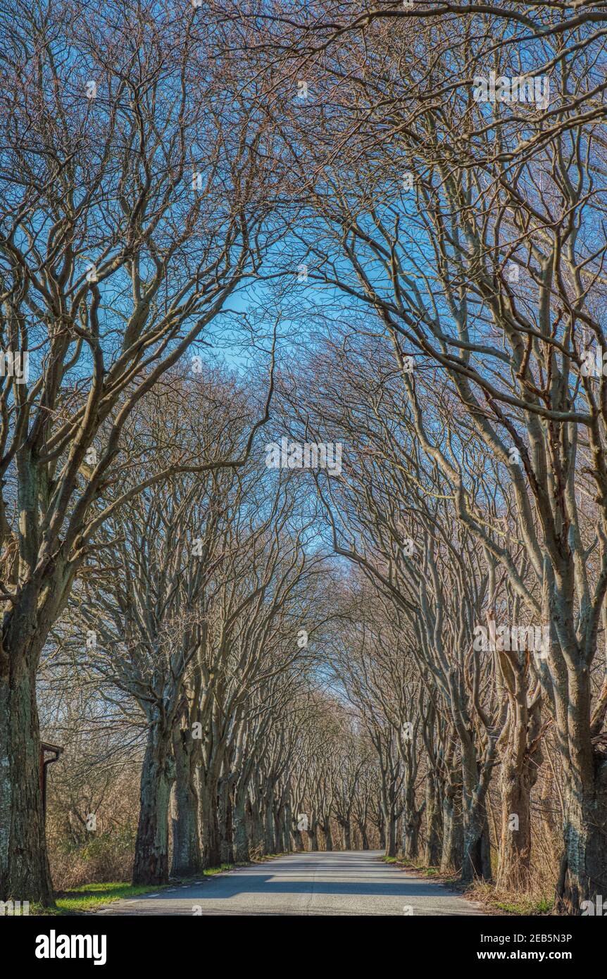 Leafless tree tunnel in Skane conveys a sense of mystical voyage or travel on the road after the winter grip has eased. Boulevard with tall bare trees Stock Photo