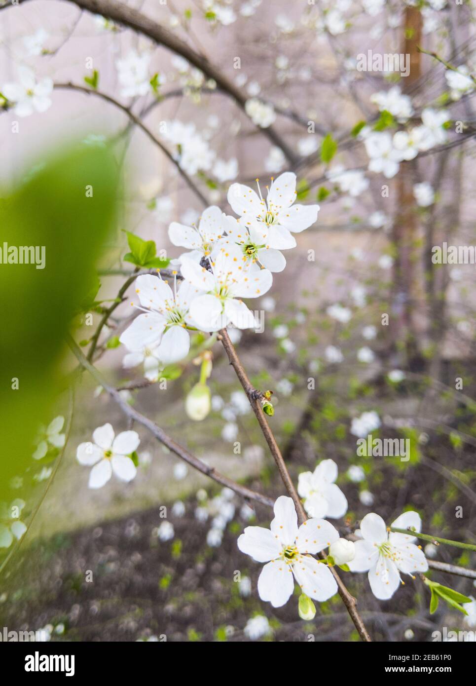 Beautiful fresh white cherry tree spring flowers Stock Photo - Alamy