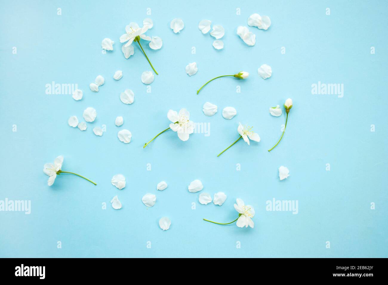 Beautiful white cherry tree flowers on pastel blue background. Stock Photo