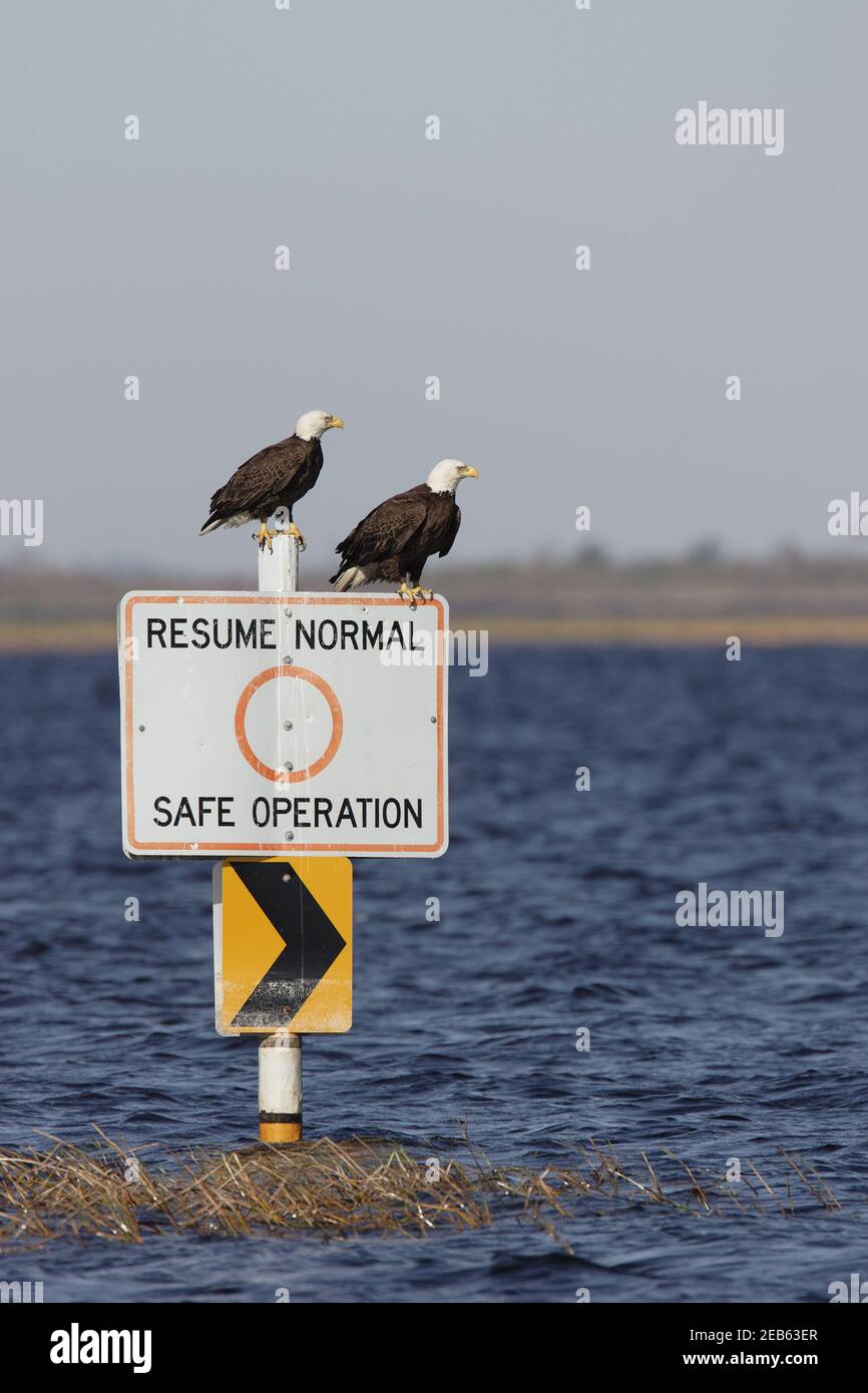 Bald Eagles on boating sign(Haliaeetus leucocephalus) Lake Kissimee, florida, USA BI001232 Stock Photo