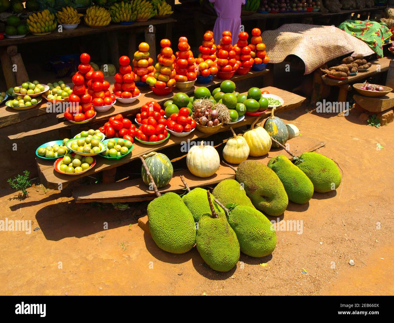 Green jackfruits Stock Photo