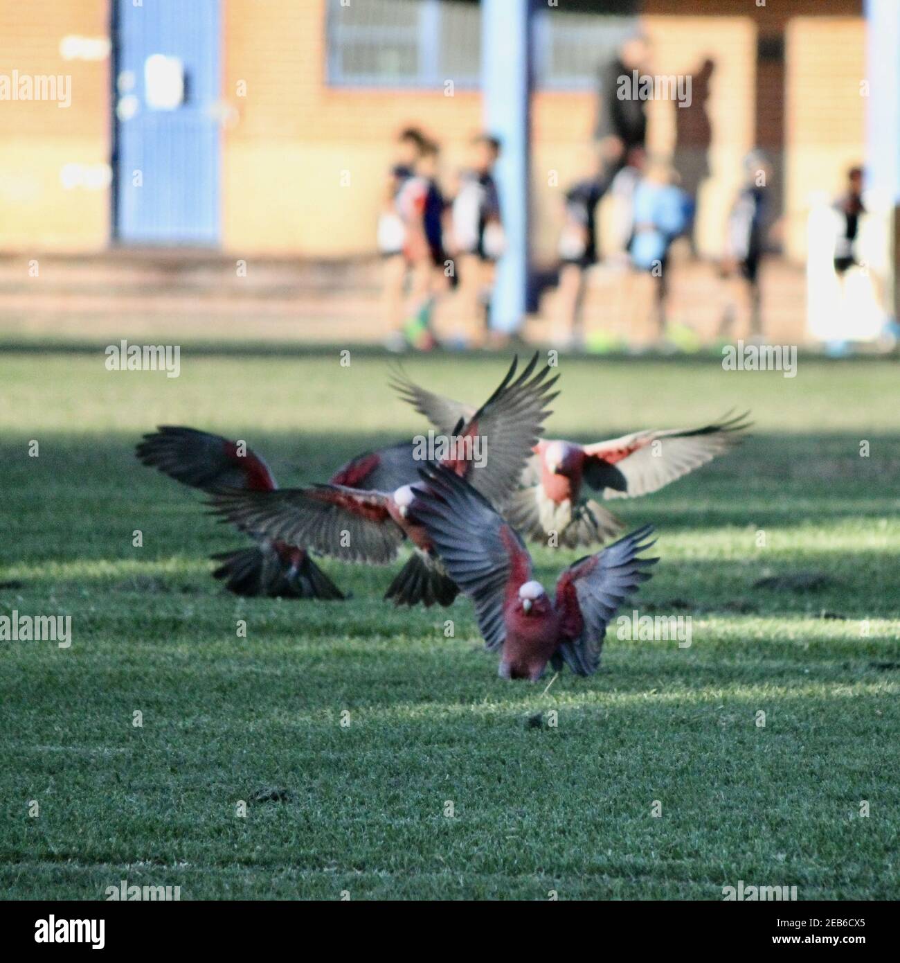 Feeding australian pink birds Stock Photo Alamy