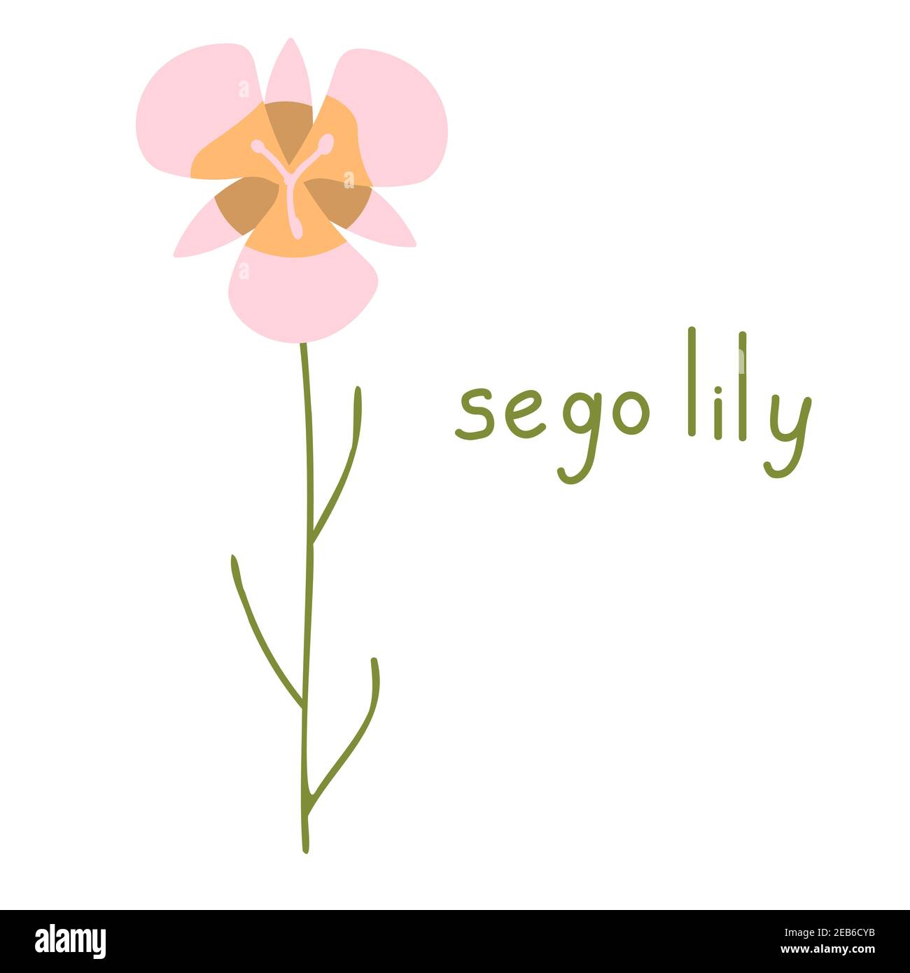 Sego lily vector flower isolated illustration Stock Vector