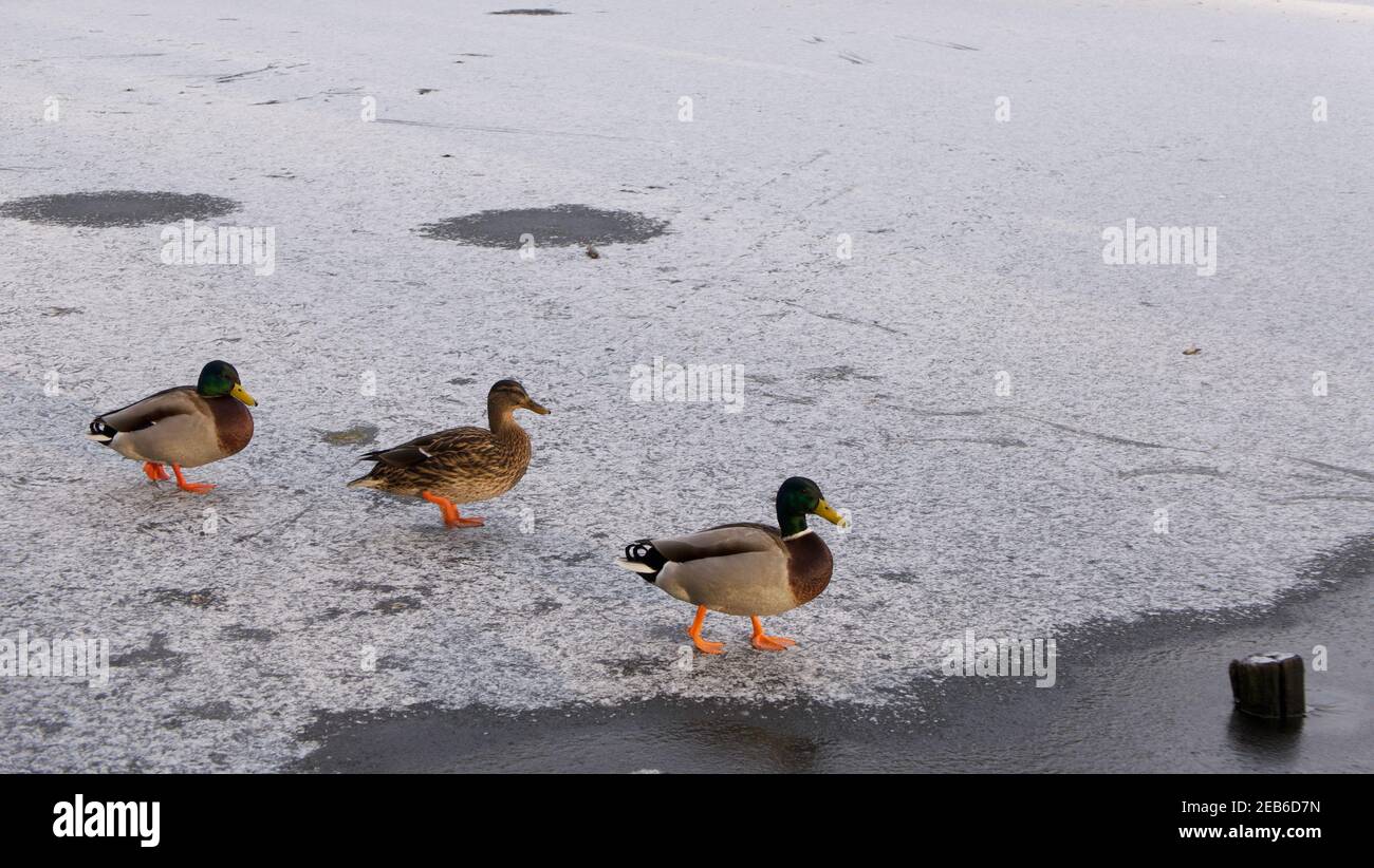 Three ducks walking on snow covered ice with copy space Stock Photo