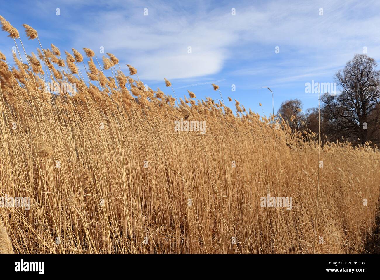 Breaking Reed Fluff Dry fluffy reed, nature background Stock Photo - Alamy