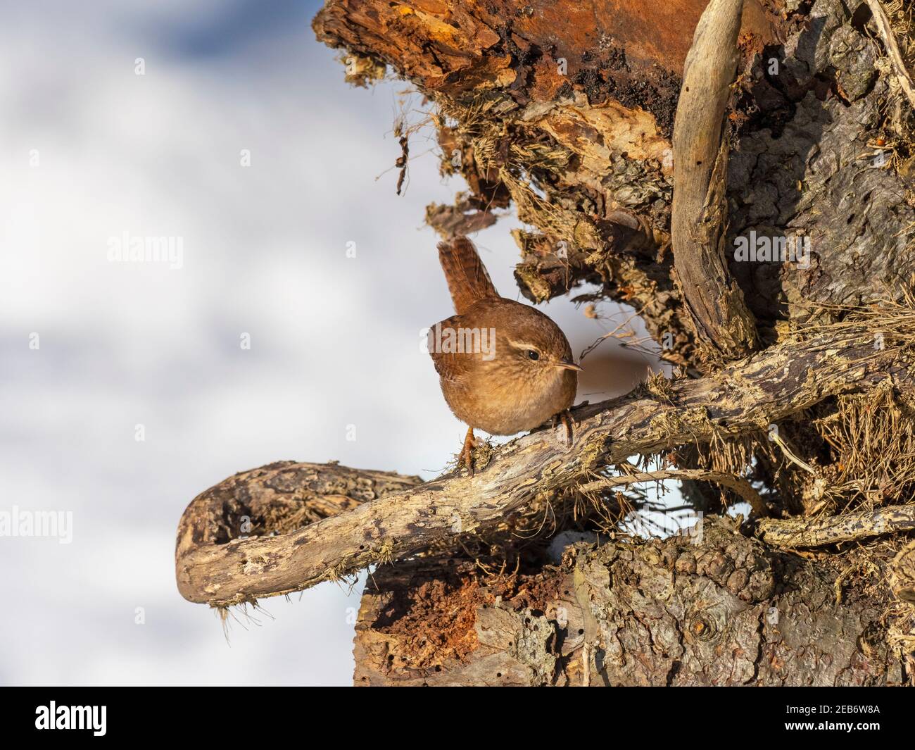 Wren Troglodytes troglodytes looking for insects in snow Winter Norfolk Stock Photo