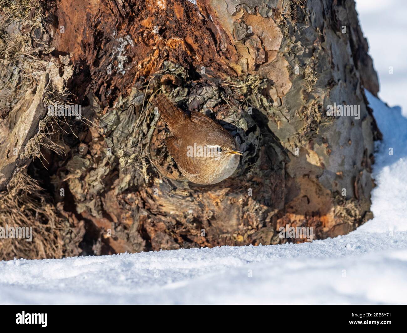 Wren Troglodytes troglodytes  looking for insects in snow Winter Norfolk Stock Photo