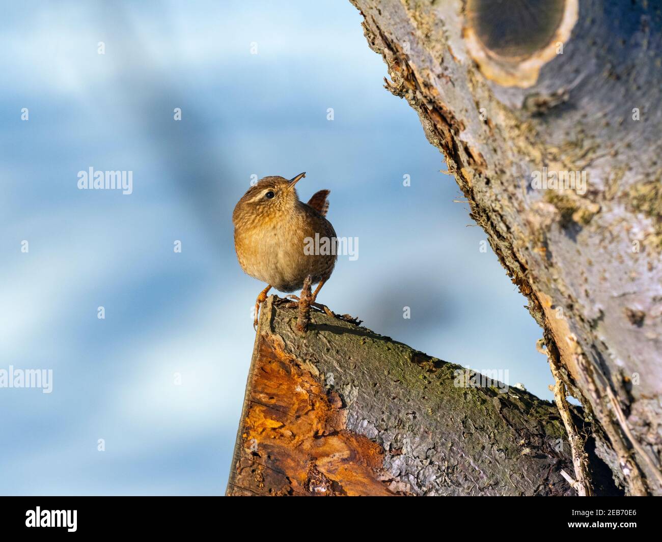 Wren Troglodytes troglodytes  looking for insects in snow Winter Norfolk Stock Photo