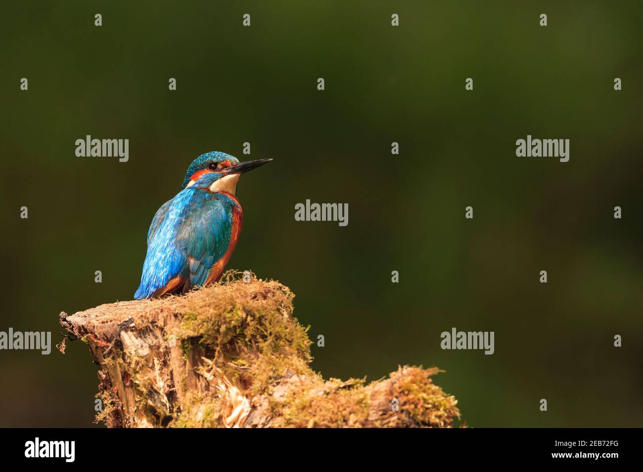 Kingfisher in their natural habitat. Stock Photo