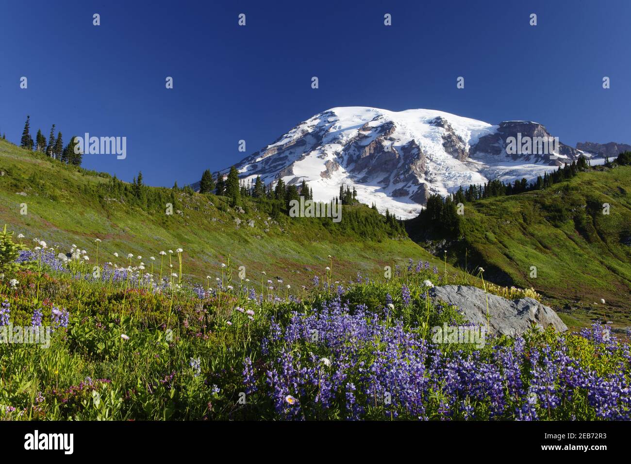 Mount Rainier and alpine meadowsParadise Mount Rainier NP Washington State, USA LA001298 Stock Photo