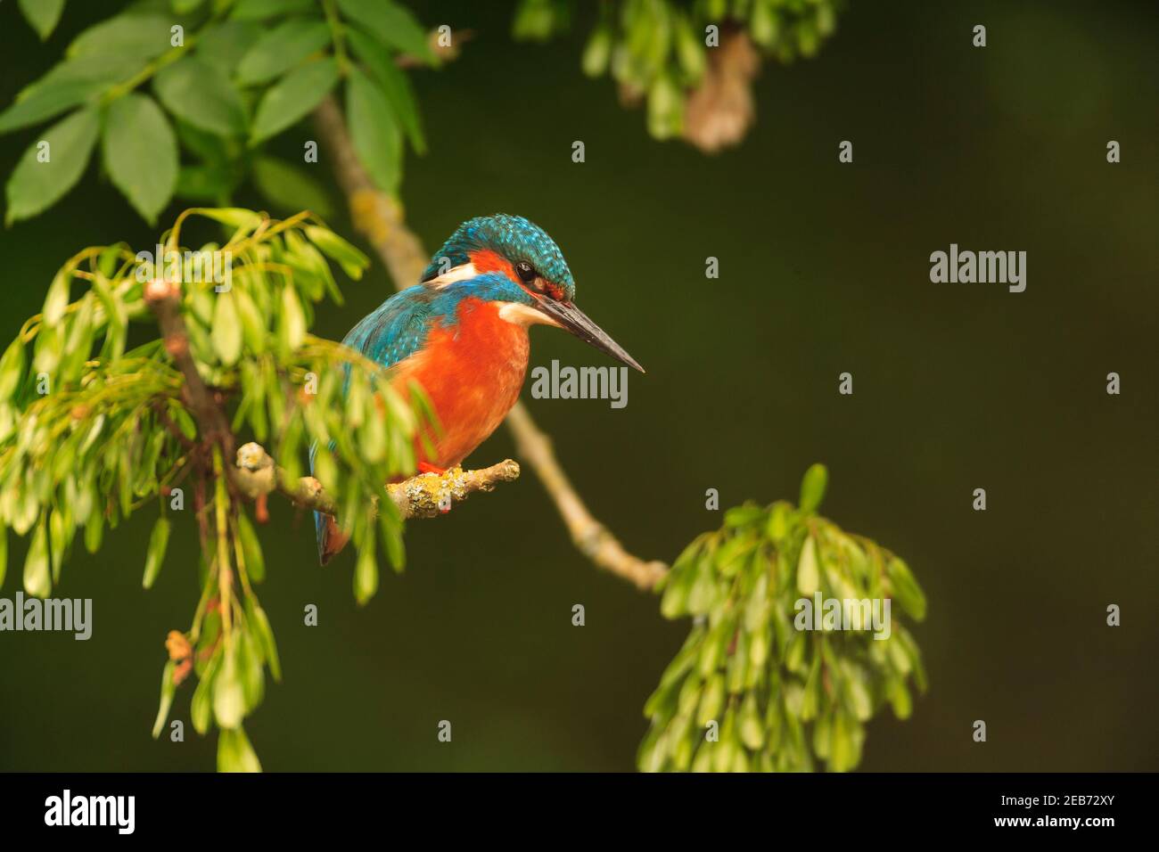 Kingfisher in their natural habitat. Stock Photo