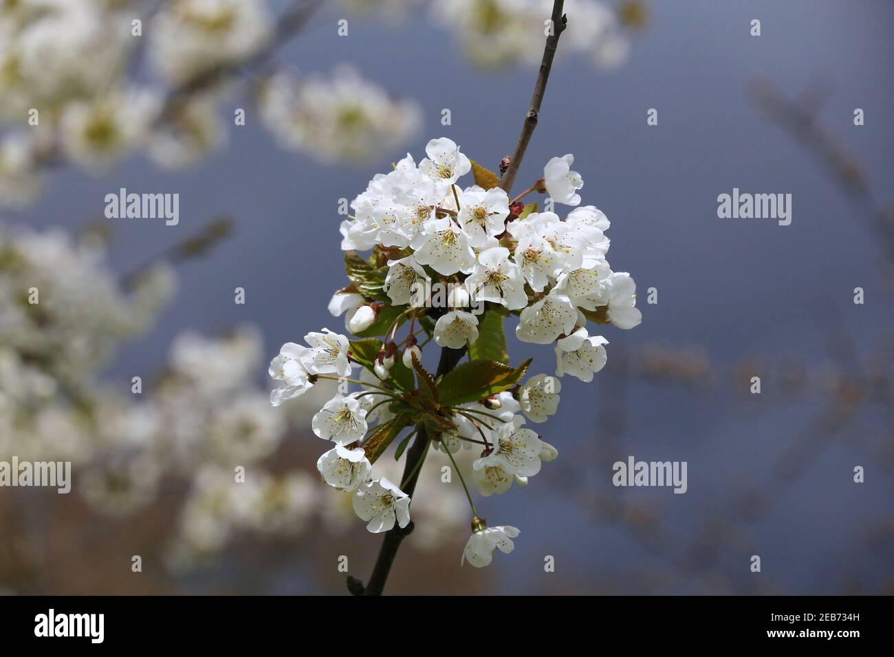 Cherry tree in st jamess park hi-res stock photography and images - Alamy