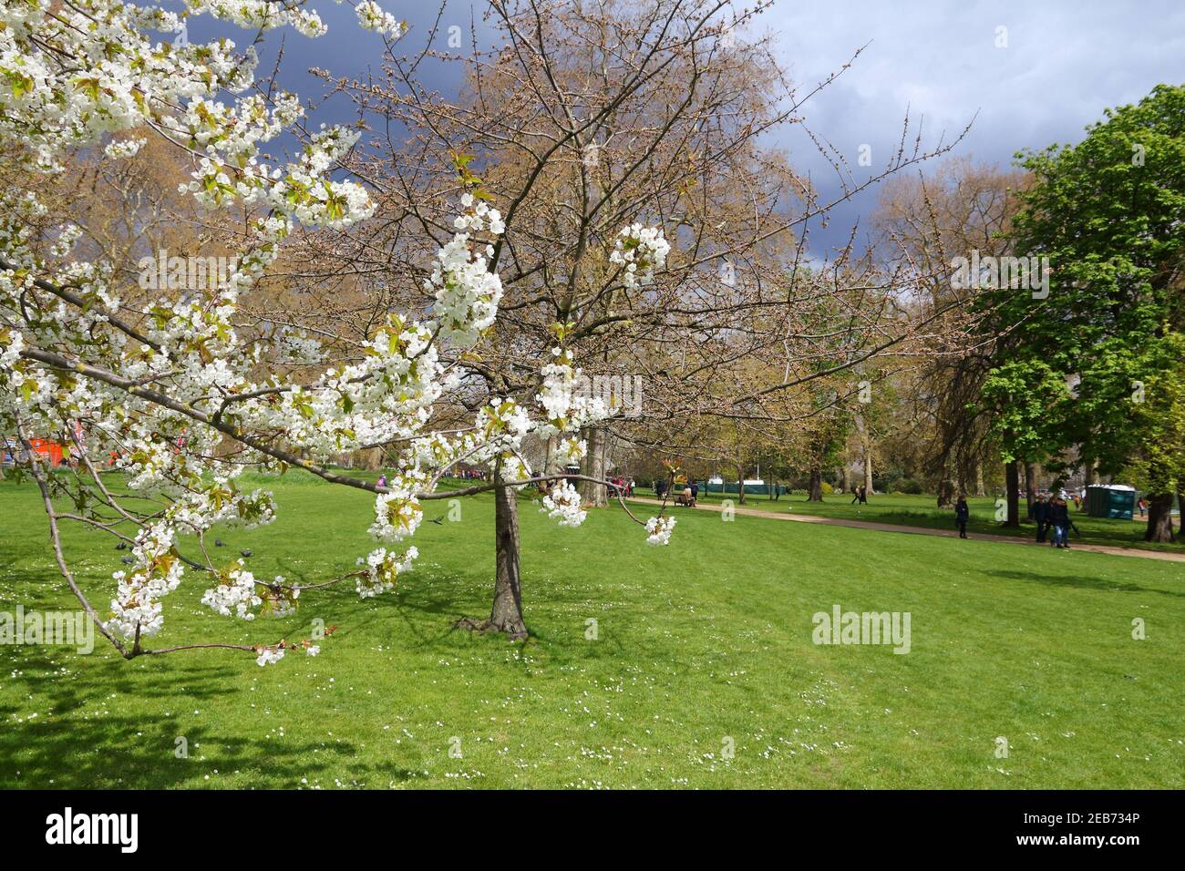 Cherry tree in st james park hi-res stock photography and images - Alamy