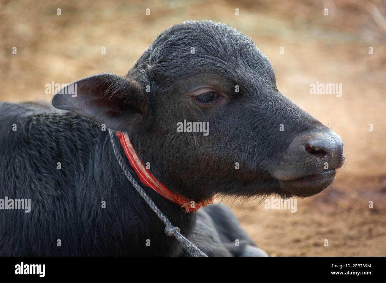 Baby buffalo in rural Stock Photo Alamy