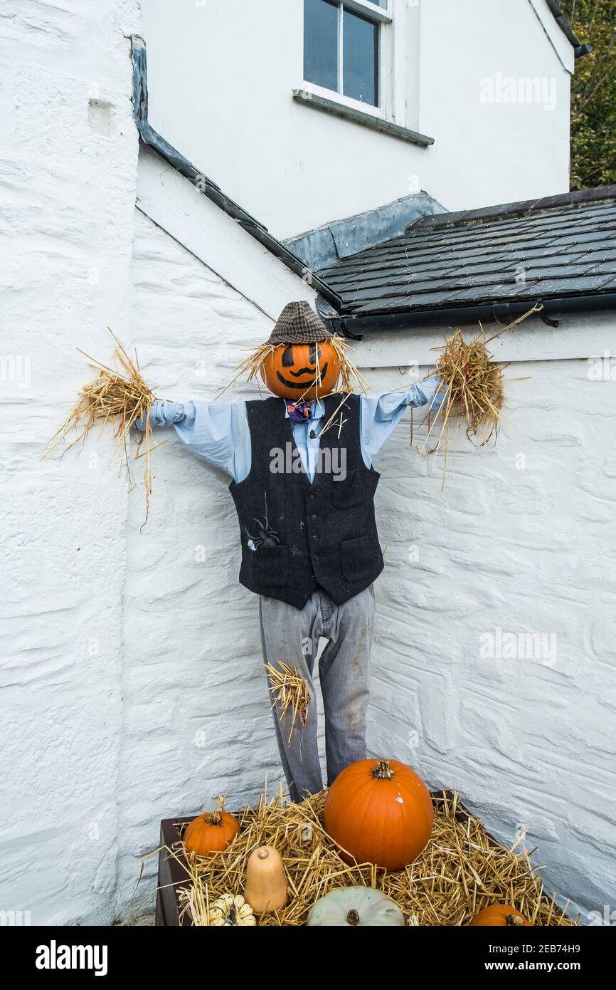 A scarecrow with a pumpkin head dressed for Halloween celebrations in