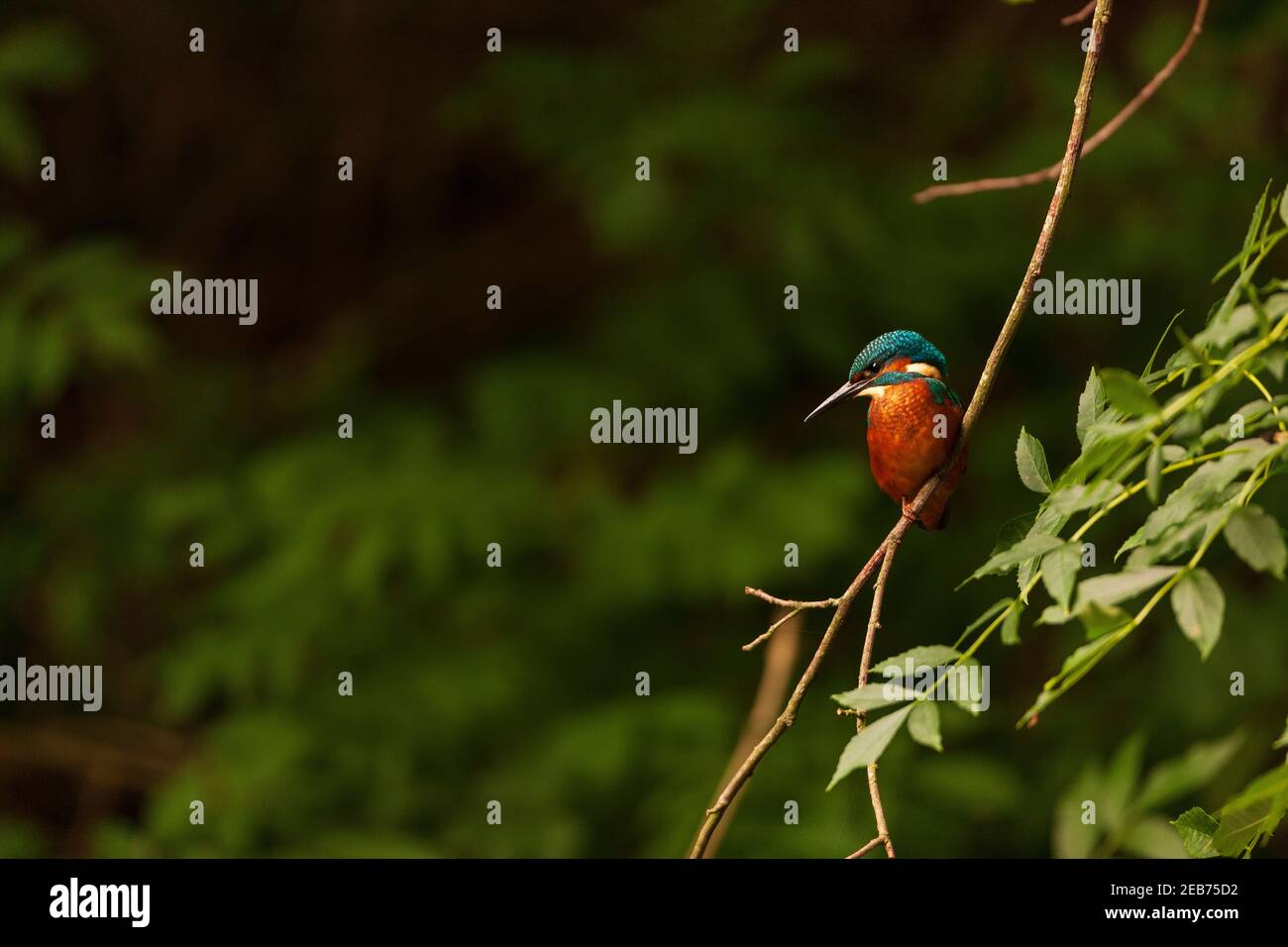 Kingfisher in their natural habitat. Stock Photo