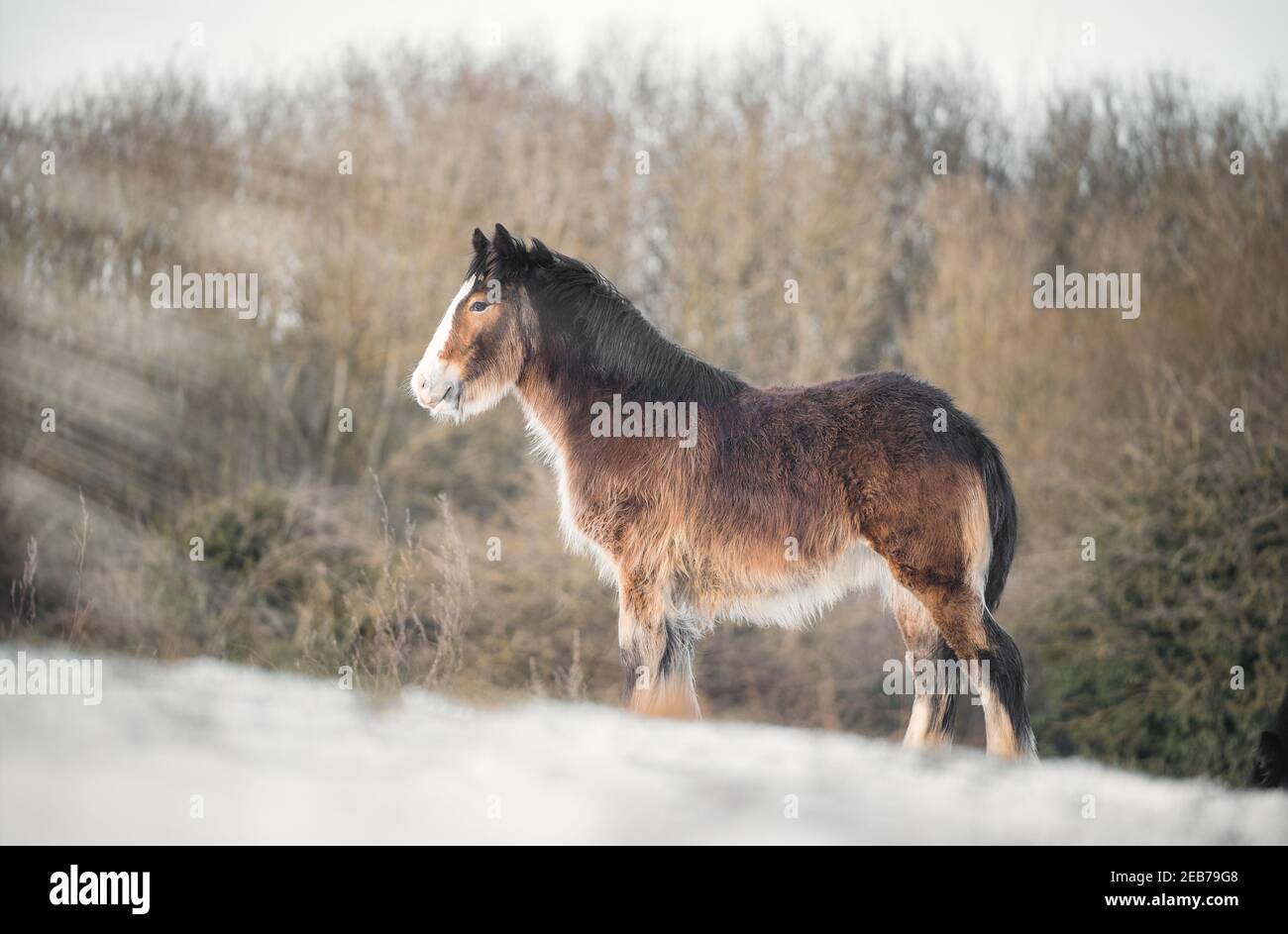 Beautiful big Irish Gypsy Cob horse foal standing wild in snow field on ground looking towards camera cold deep snowy winter landscape at sunset Stock Photo