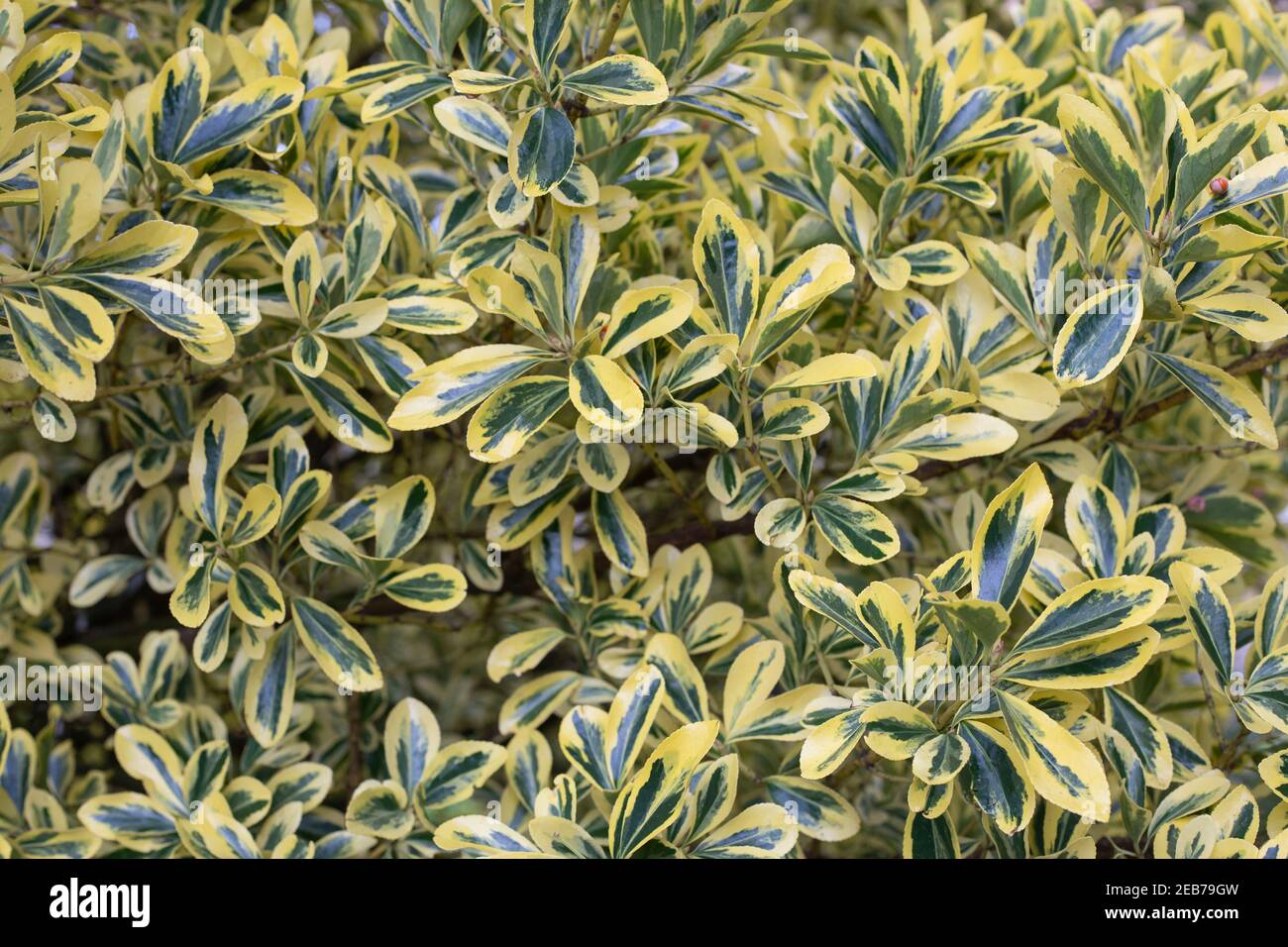 A leafy part of a Euonymus japonicus Aureomarginatus hedgerow. selective focus Stock Photo