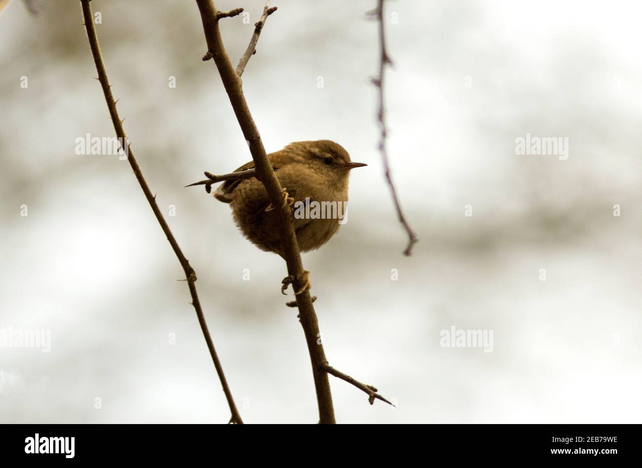 A small and energetic songbird of gardens and woodland in the British Isles, the Wren is secretive and usually remains in thick cover Stock Photo