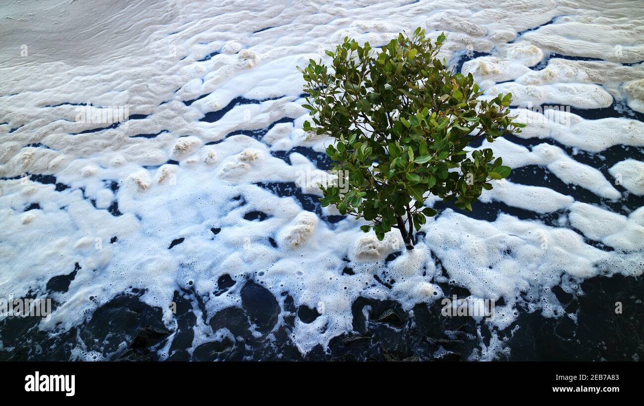 Australian Mangrove tree by the Brisbane river Stock Photo Alamy