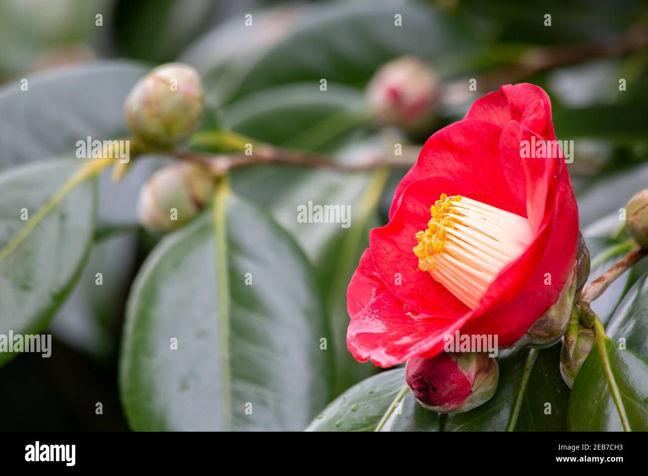 A camellia flower in the foreground and some buds about to bloom in the background out of focus, selective focus Stock Photo