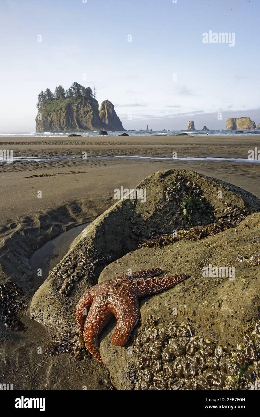 Offsore Sea Stacks and Tidepools with Ochre Sea Stars (Pisaster ochraceus) Second Beach Olympic National Park Washington State USA LA001579 Stock Photo