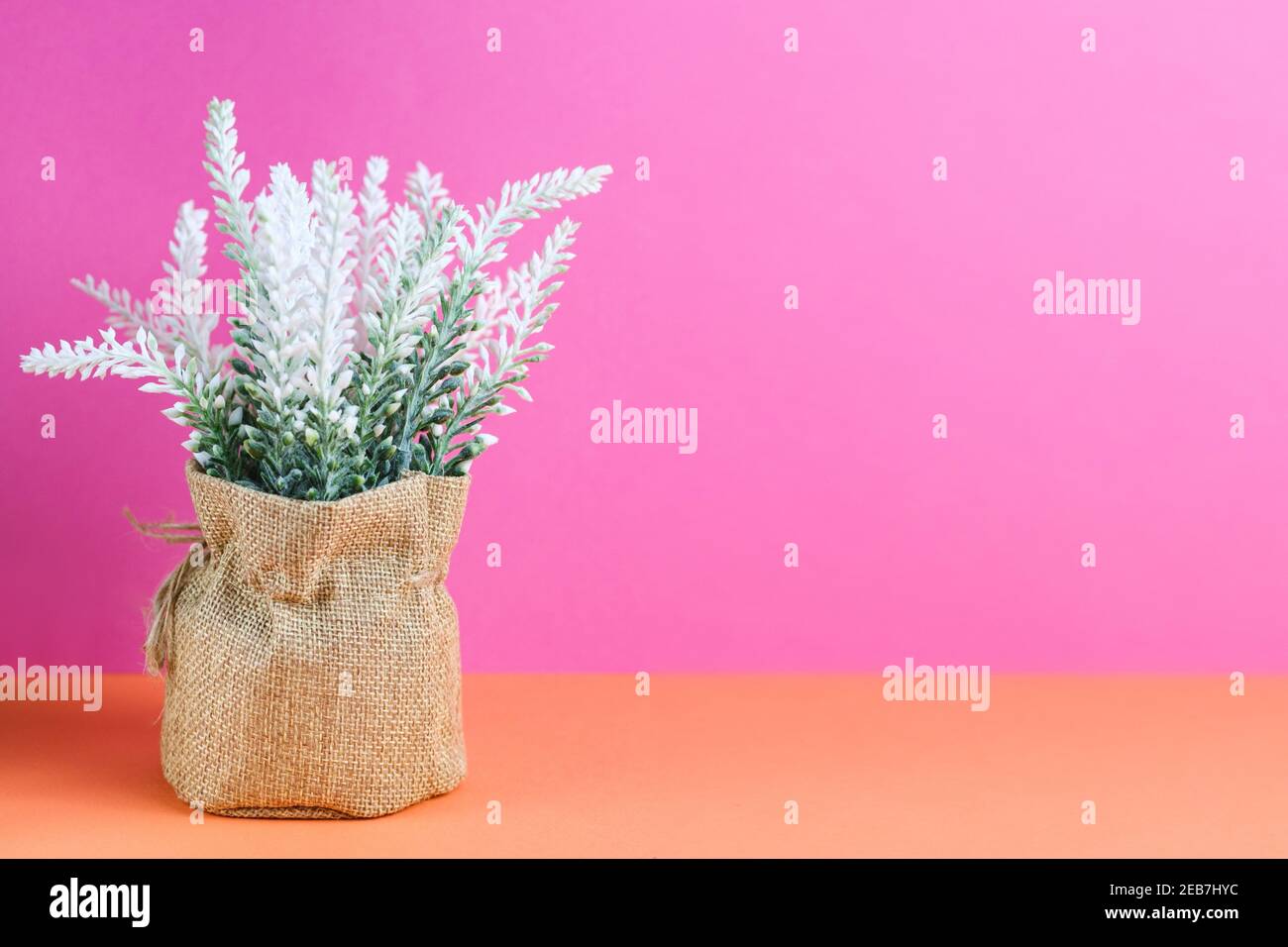 Home plant in a canvas basket on a colored background. Green plant on a pink-orange background. Stock Photo