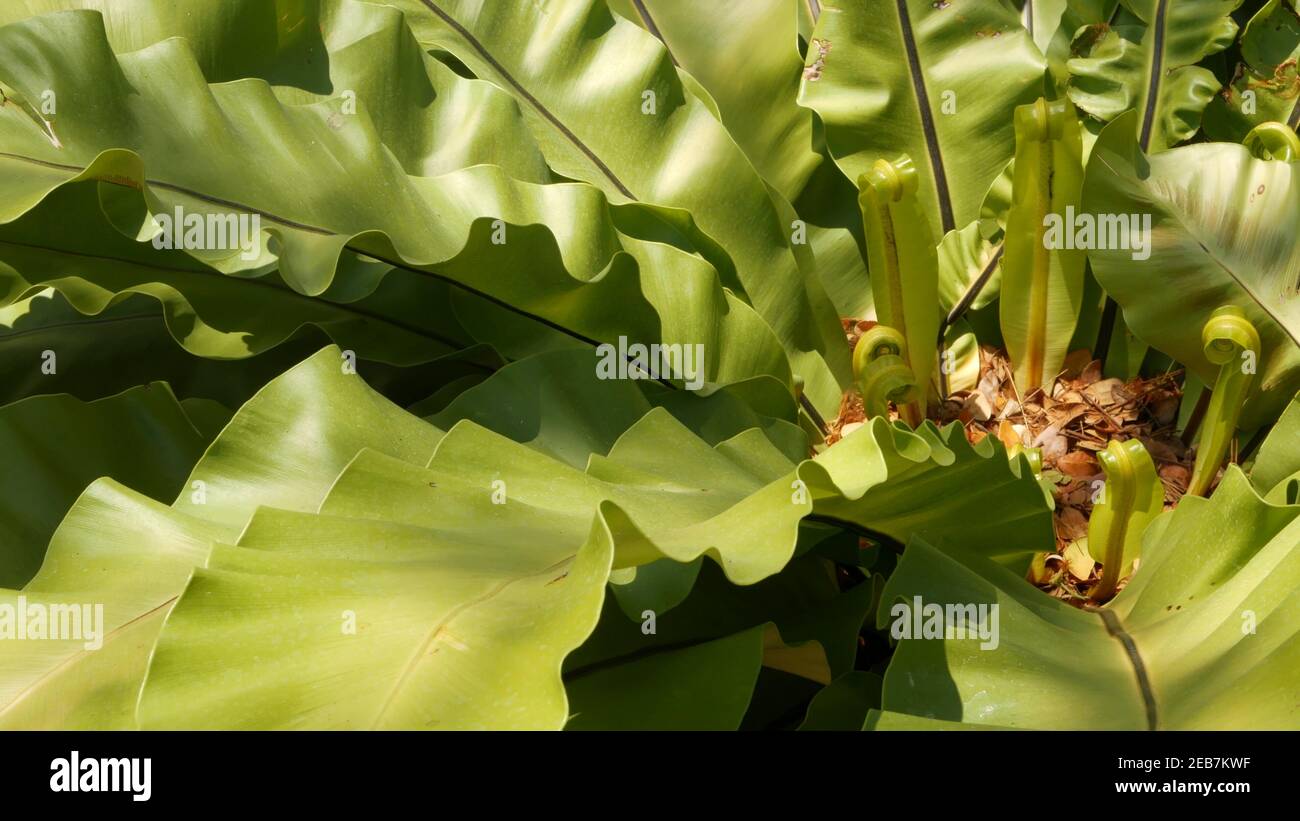 Bird's Nest fern, Asplenium nidus. Wild Paradise rainforest jungle plant as natural floral background. Abstract texture close up of fresh exotic tropi Stock Photo