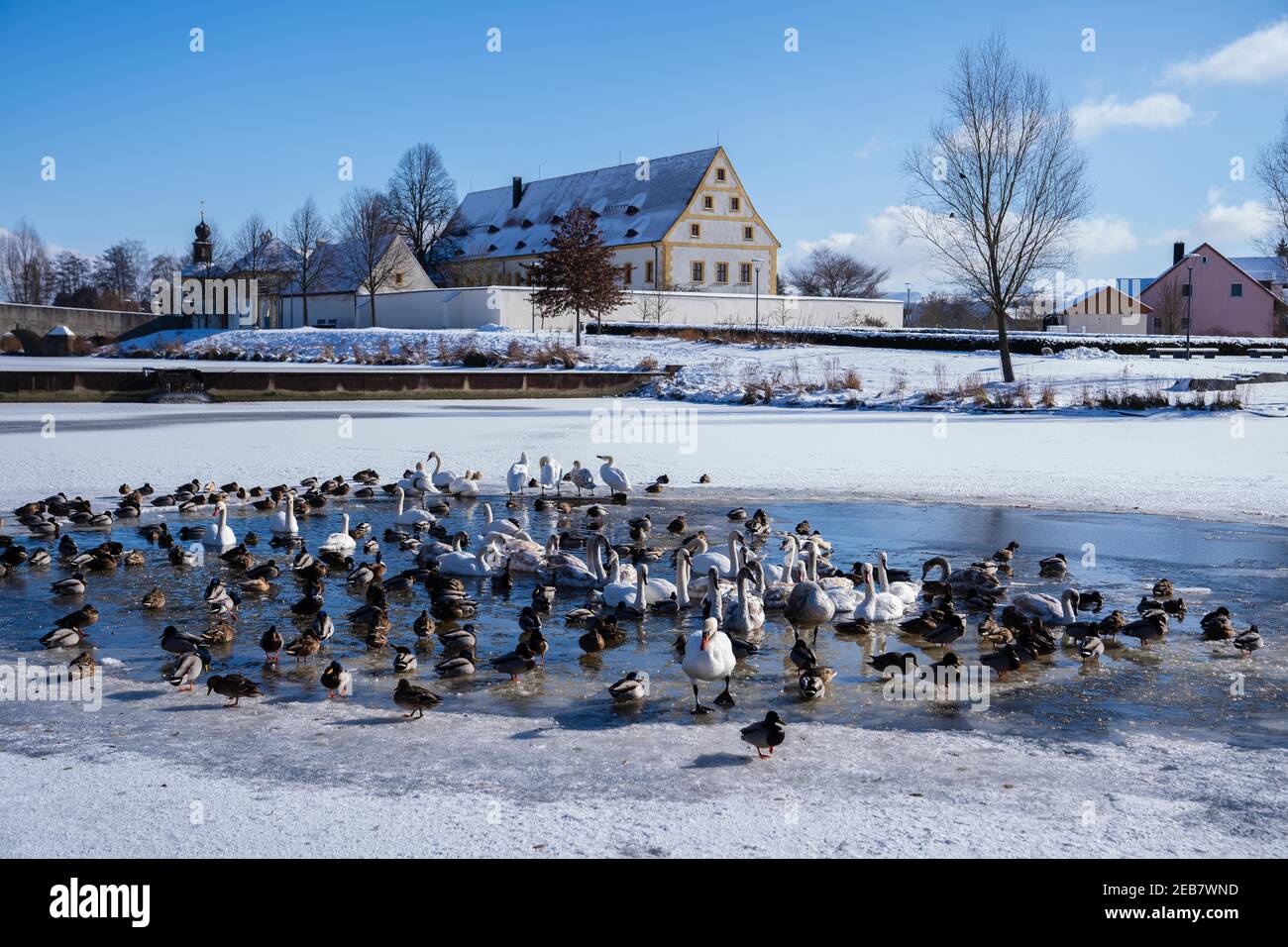 Tirschenreuth, Germany. 12th Feb, 2021. Ducks and swans cavort on a small ice-free section of the Netzbach. According to the Bavarian government, the more contagious coronavirus variant from Great Britain has already gained the upper hand in some eastern Bavarian regions among commuters from the Czech Republic. The proportion of the mutated variant in positive Corona tests is around 70 percent in Tirschenreuth, Bavarian Prime Minister Söder (CSU) said on "Markus Lanz". Credit: Nicolas Armer/dpa/Alamy Live News Stock Photo
