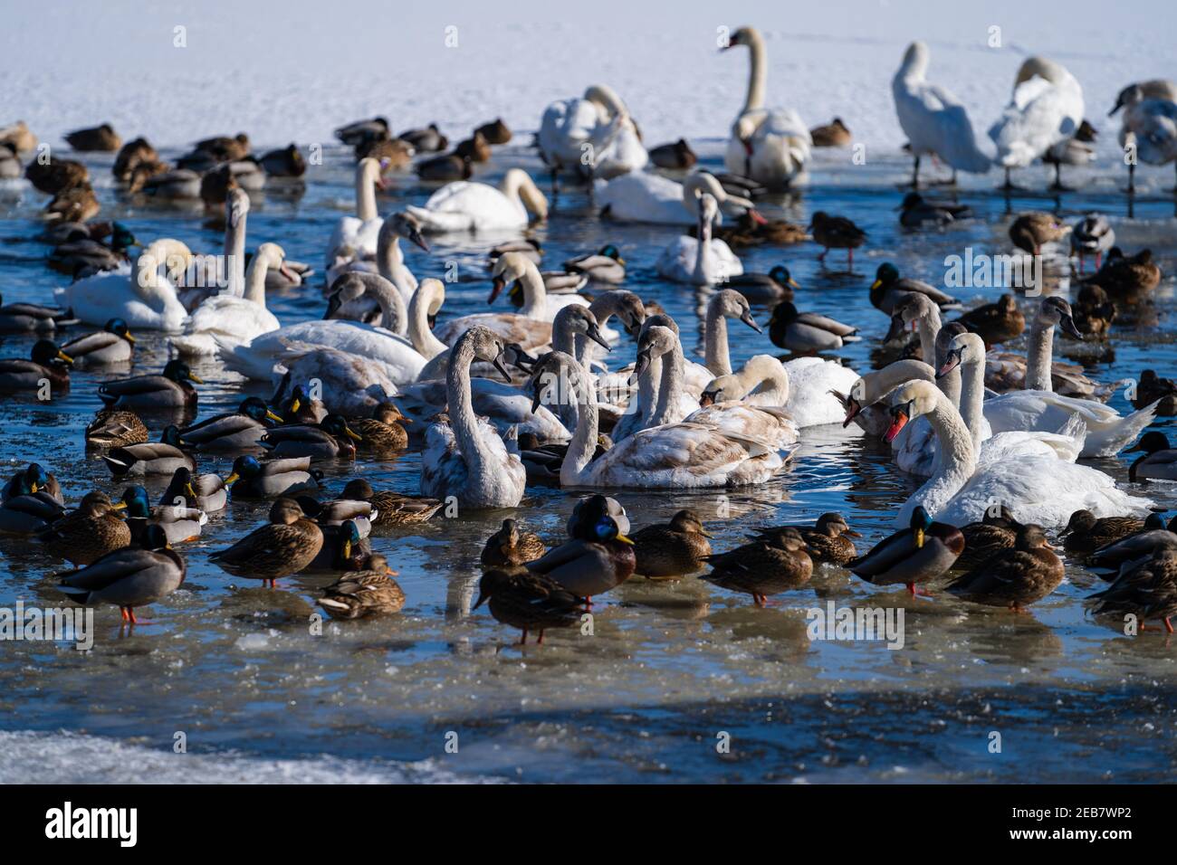 Tirschenreuth, Germany. 12th Feb, 2021. Ducks and swans cavort on a small ice-free section of the Netzbach. Credit: Nicolas Armer/dpa/Alamy Live News Stock Photo