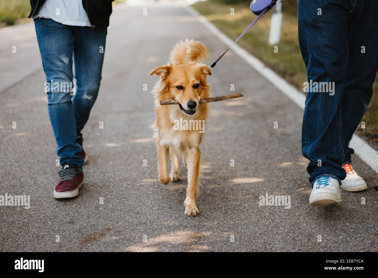 a couple walking their dog in the street Stock Photo - Alamy