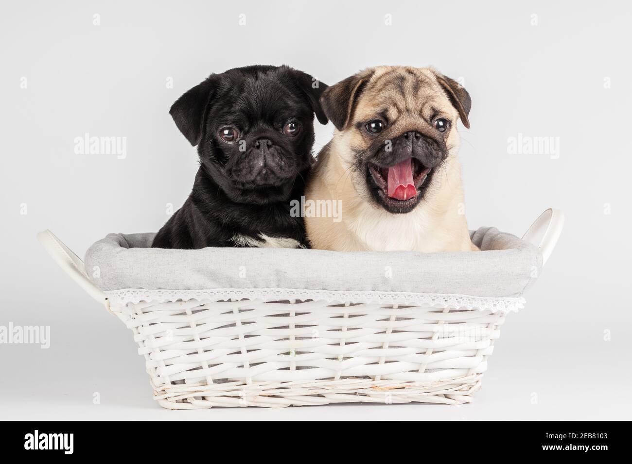 Pug dog isolated on a white background Stock Photo - Alamy
