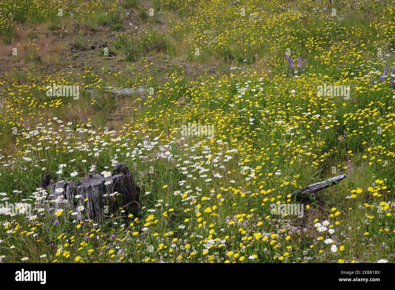 Flower Meadows on Coldwater RidgeMount St Helens National Monument Washington State, USA PL000271 Stock Photo