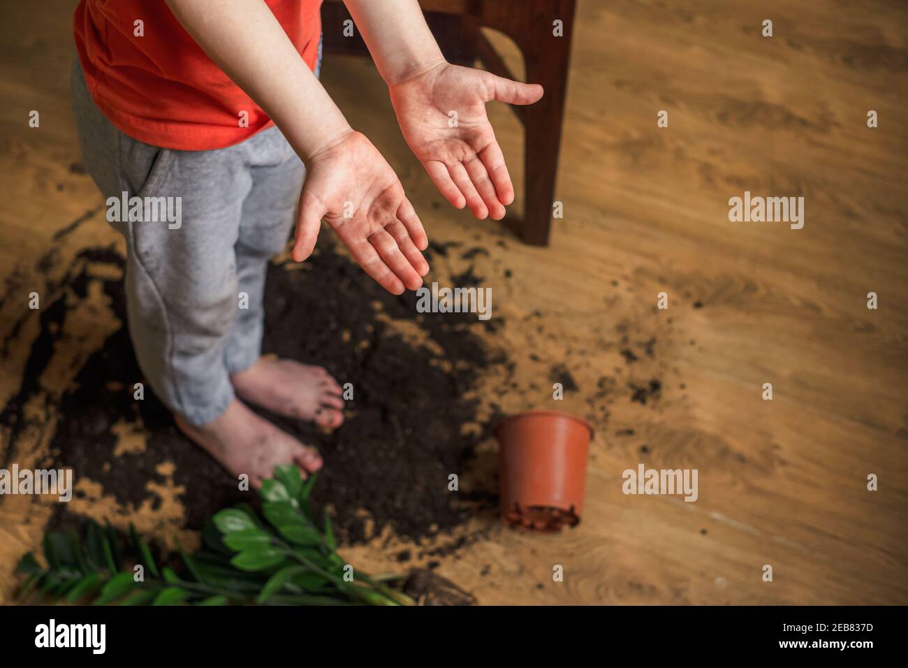 Child showing at dirty soil hands sitting on the floor with a broken pot of flowerpot Stock Photo