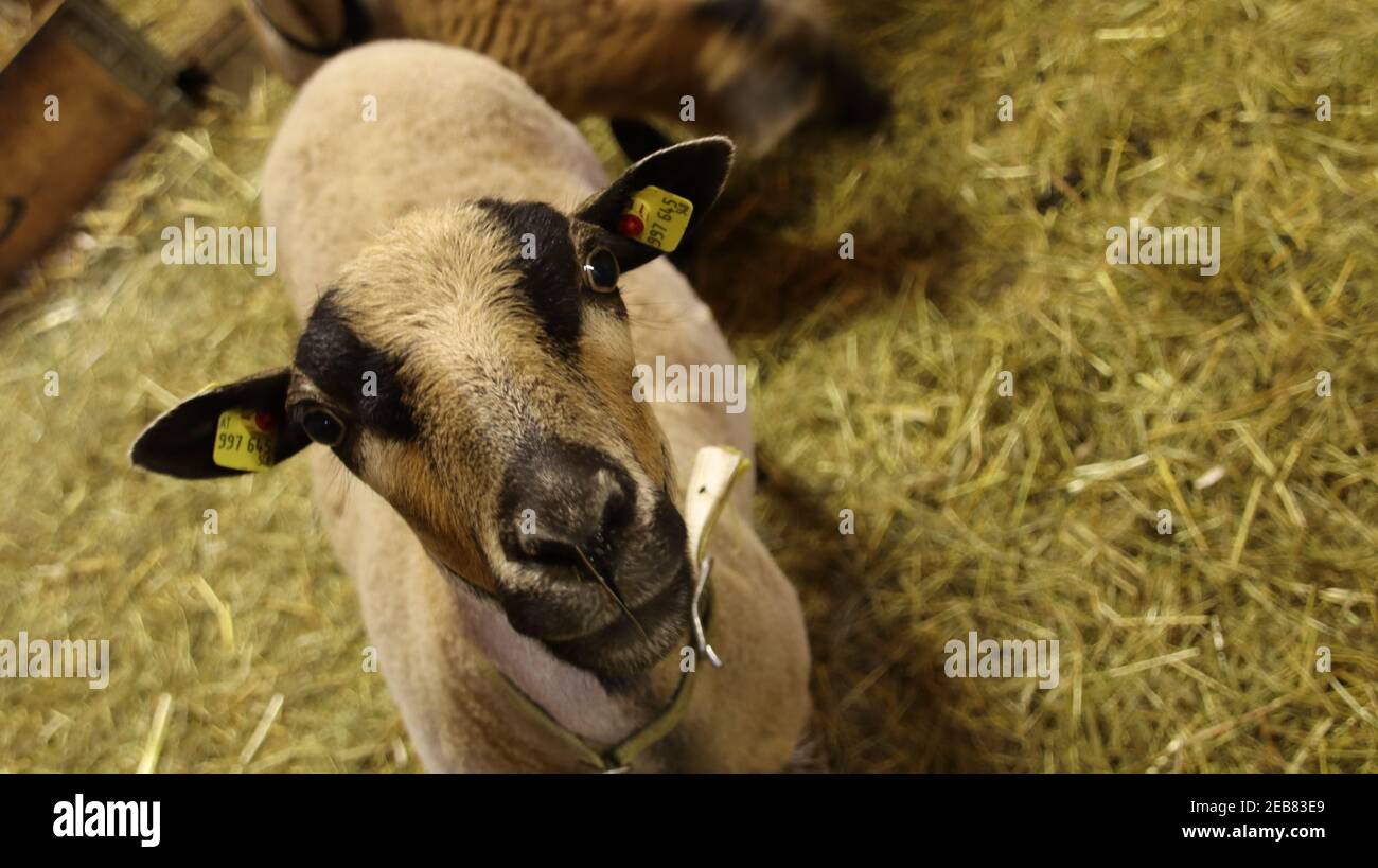 High angle shot of a cute and confused sheep in a barn Stock Photo