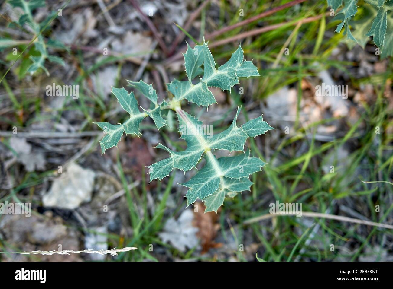 Eryngium campestre prickly leaves close up Stock Photo Alamy