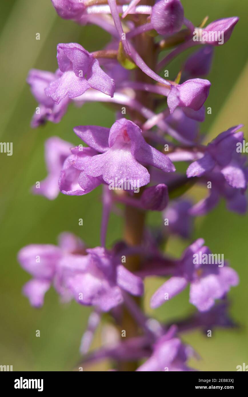 Gymnadenia conopsea purple inflorescence Stock Photo