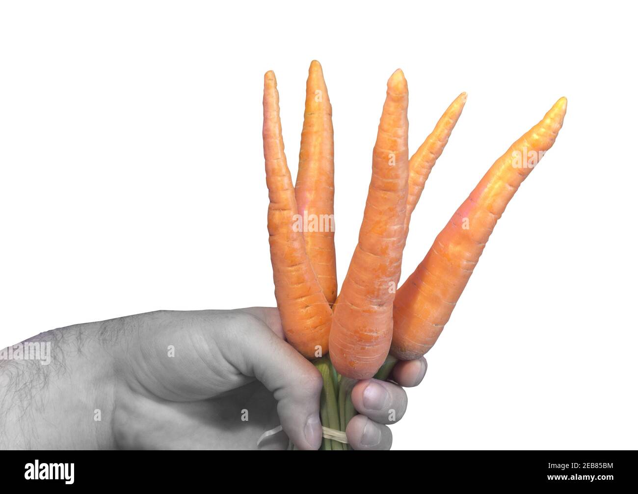 https://c8.alamy.com/comp/2EB85BM/bunch-of-clean-fresh-carrots-with-short-tops-in-man-hand-selectively-uncolored-isolated-on-white-background-2EB85BM.jpg