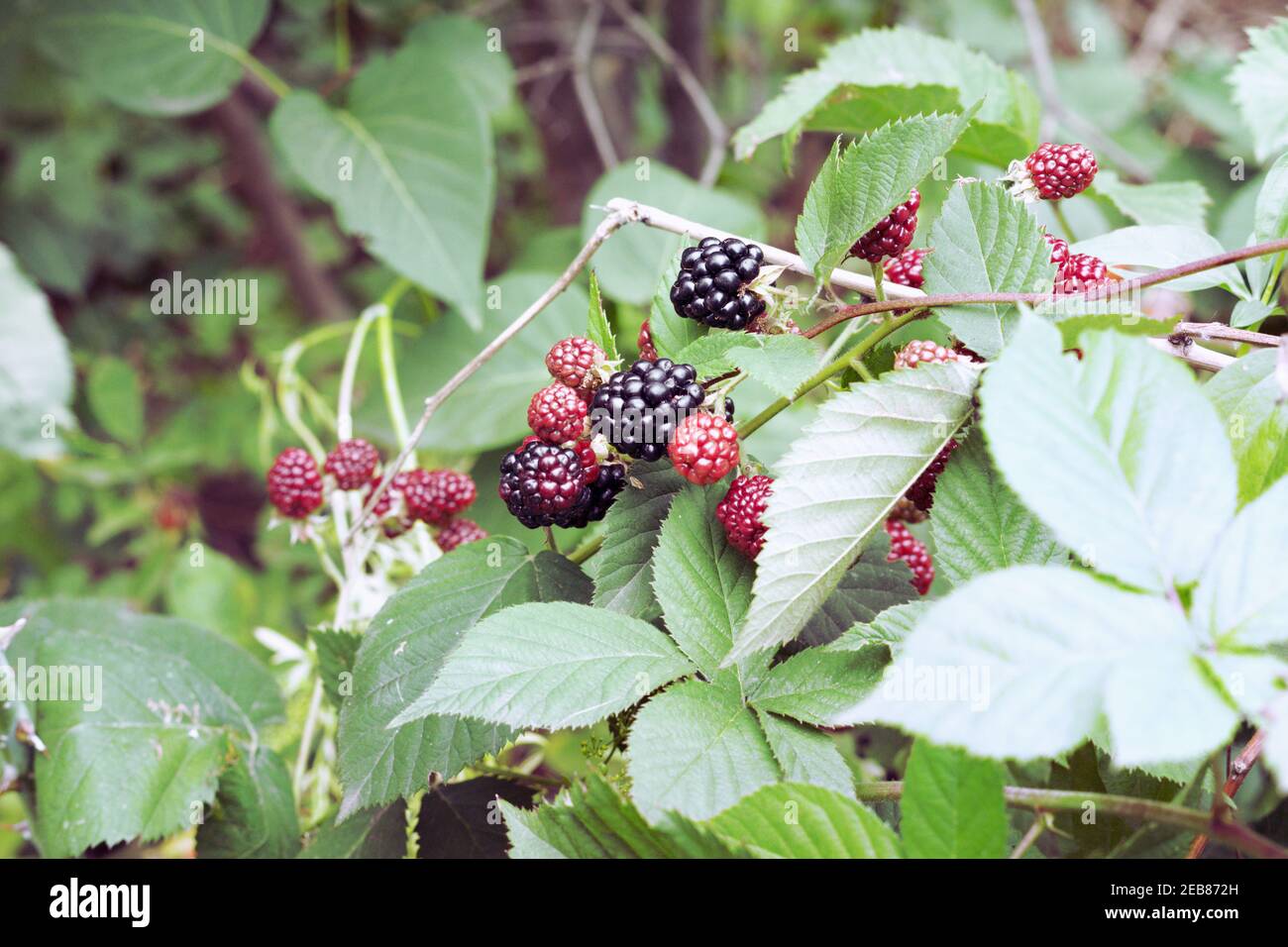 black raspberries bush. fragment of dense thickets with branchlets of ripe and ripeneing berries Stock Photo