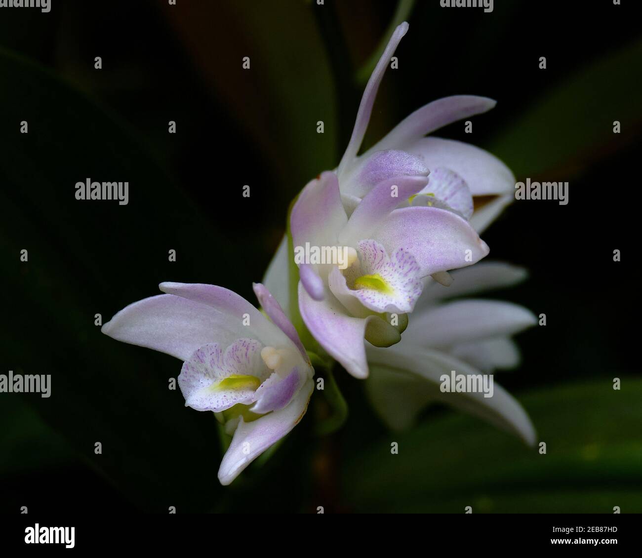 Australian Native Orchid Stock Photo