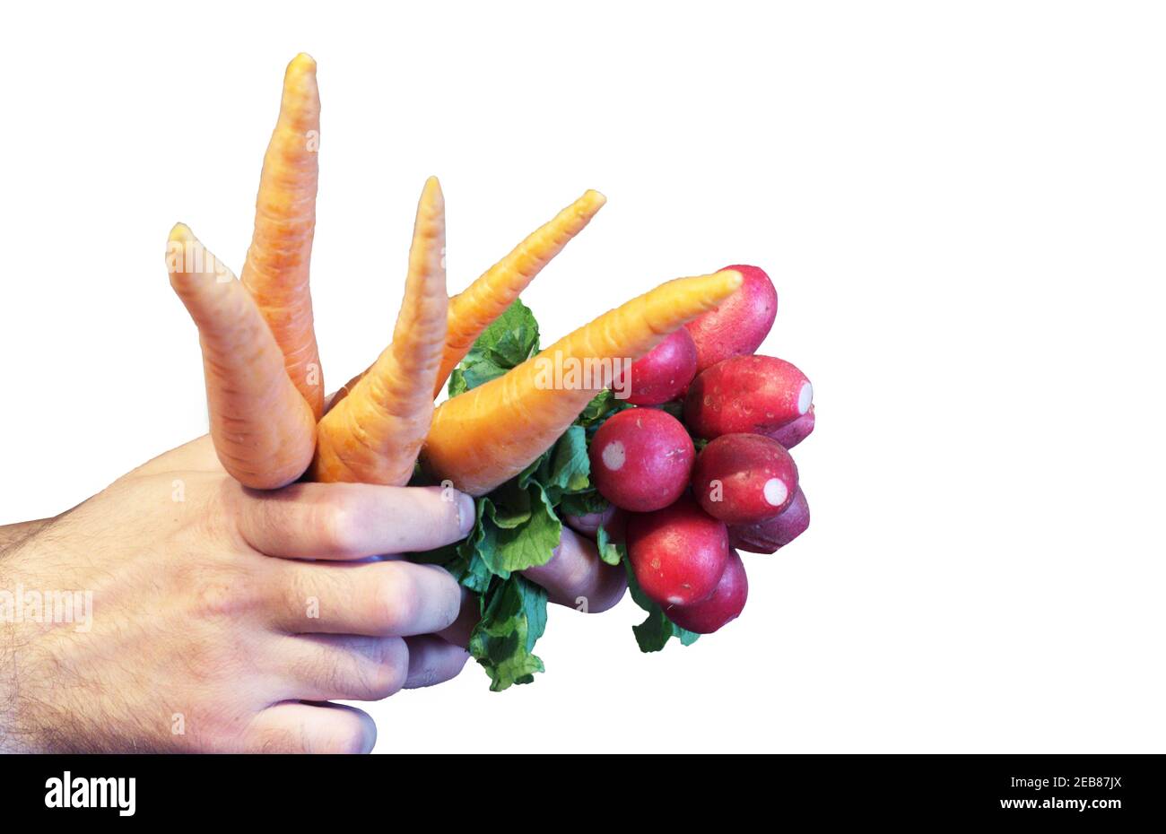 radish and carrot bundles with green tops holded in man hand. isolated on white background, with clipping path Stock Photo