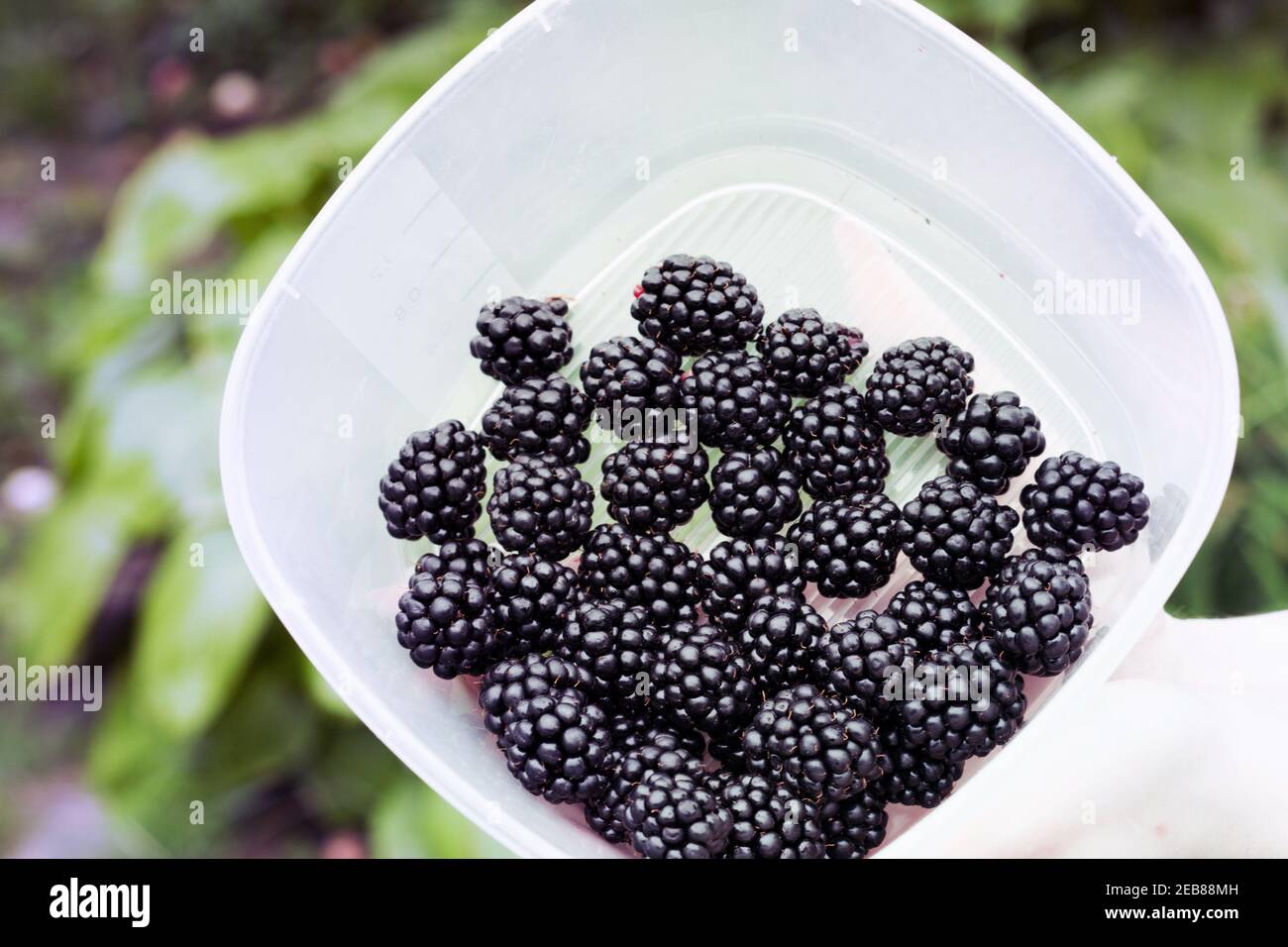 Plastic bears hires stock photography and images Alamy