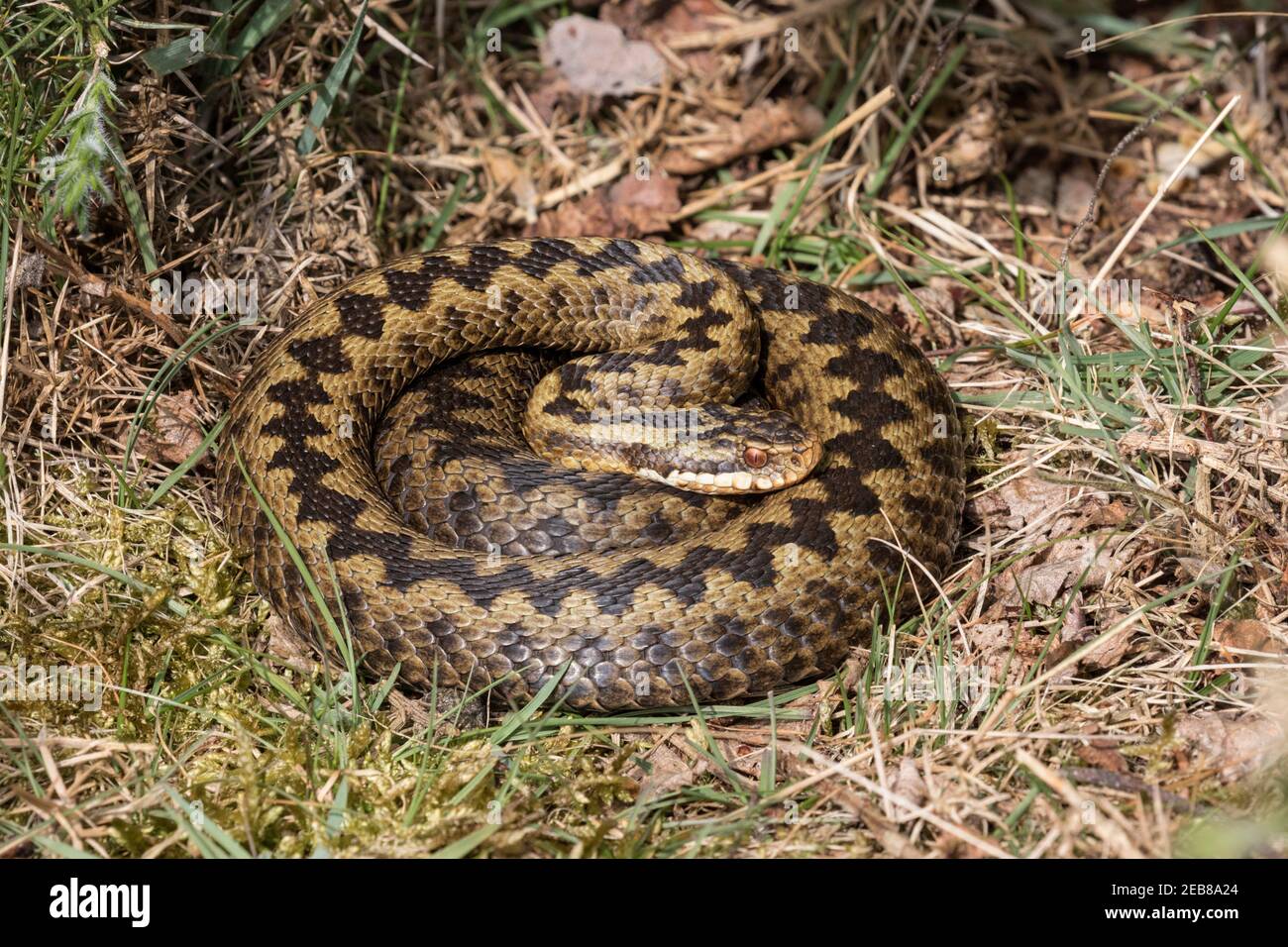 Adder or Viper, Vipera berus, sloughed female recently out of hibernation, April, Norfolk Stock Photo