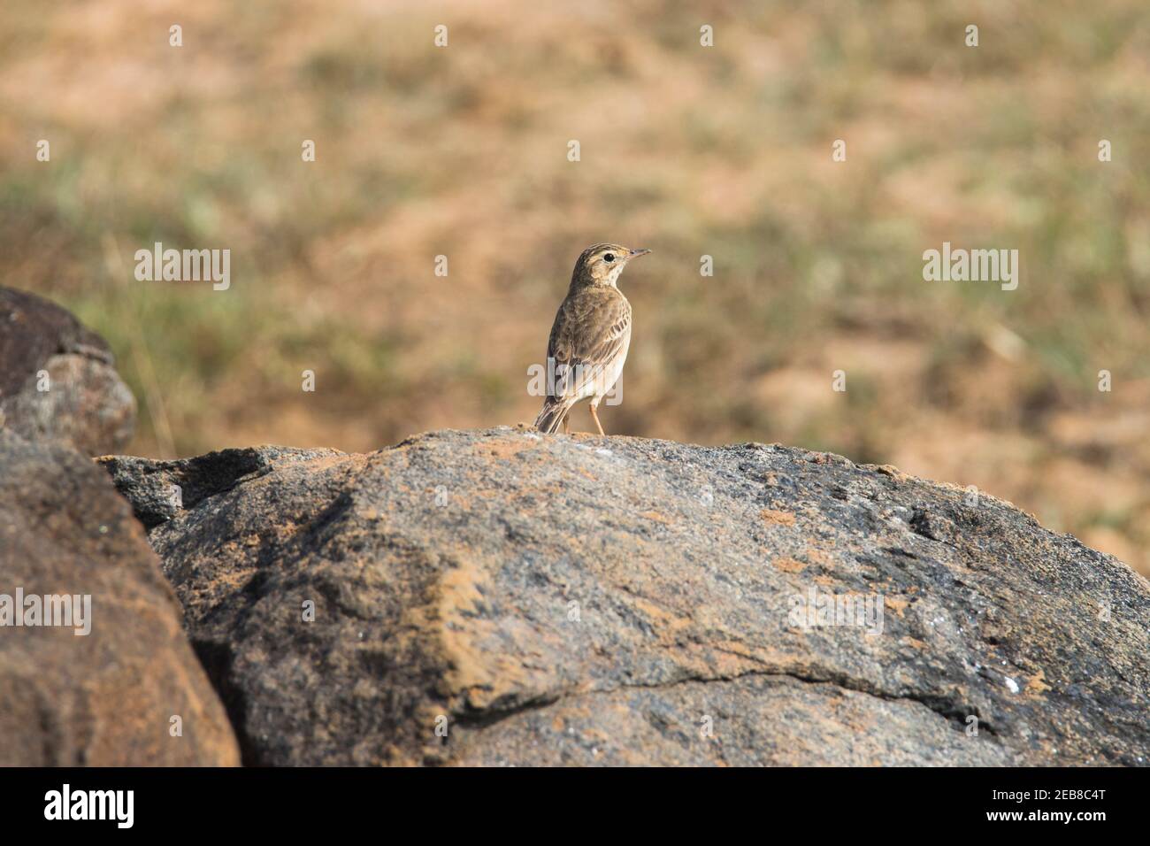 Paddyfield Pipit standing on a rock Stock Photo
