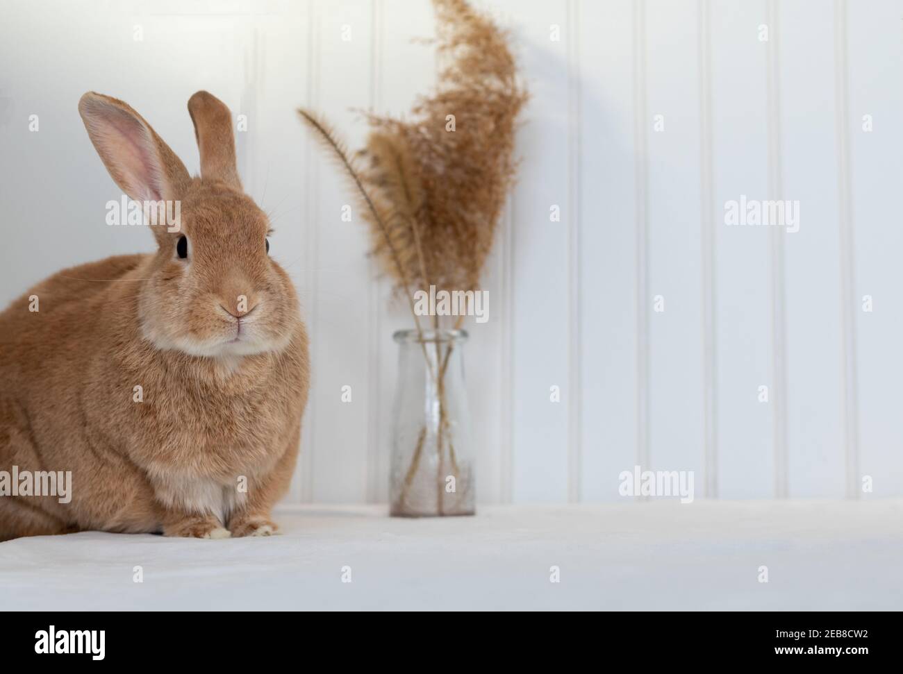 Rufus Rabbit poses on white plush blanket with white wainscot ...